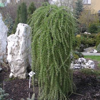 Лиственница европейская Larix decidua 'Pendula'